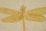 Detailed Fossil Dragonfly - Solnhofen Limestone #301482-2